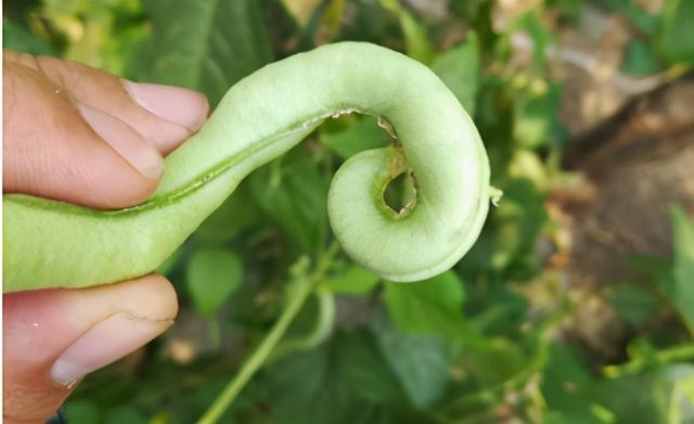 芸豆种植细节多，徒长、无粒、弯角都需注意！这些管理要点得了解