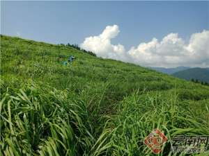 种植香茅草(云南金平：小小香茅鼓起布朗族群众“小腰包”)