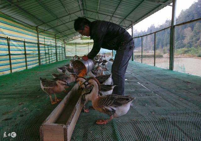 养殖户想养禽类但不知道养啥？这五种个个都是赚钱好项目