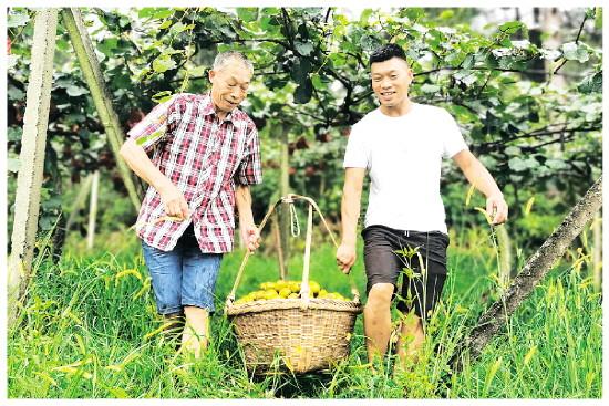 桂林兴安漠川司马园村百余亩红心猕猴桃迎丰收，每年销售利润约70万元