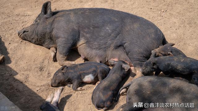 藏香猪一般往哪里销什么地方有卖藏香猪的养藏香猪和养羊哪个好？