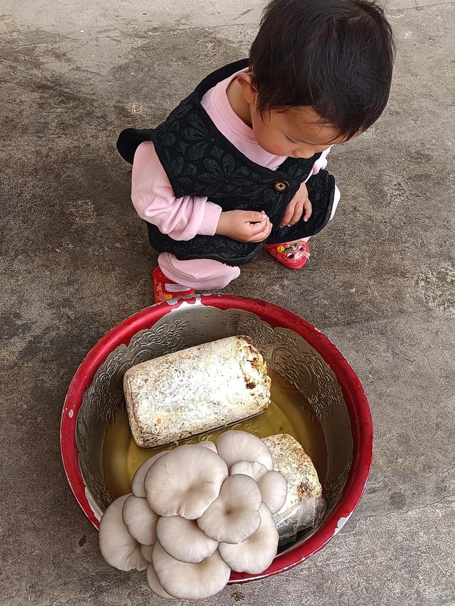 第一次种蘑菇，都来学学