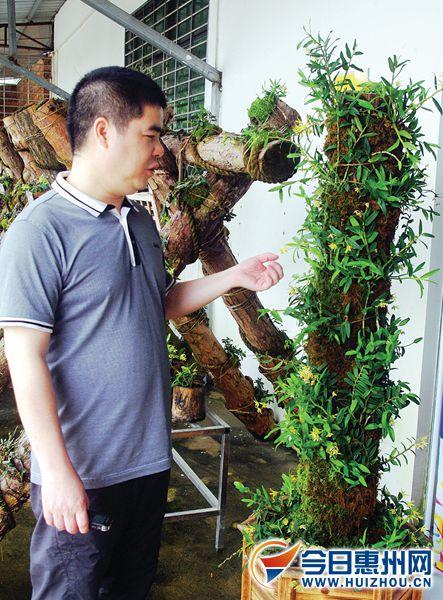 龙门药材种植产业成为龙门农民致富新的“金钥匙”