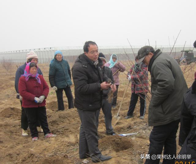 桃树科学栽植是建园关键，有哪些技术呢