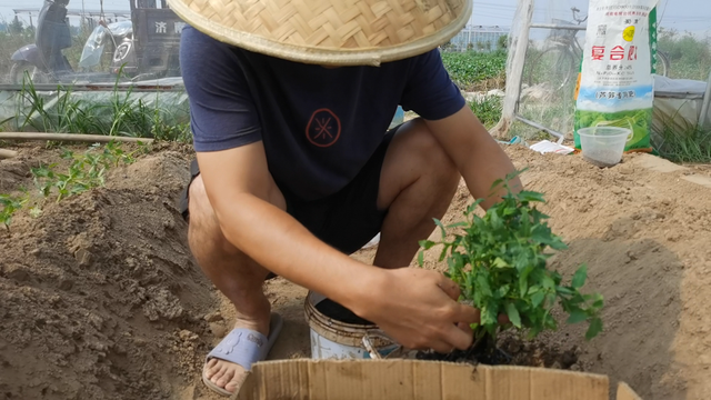 秋延种植番茄、黄瓜，栽苗后多做2件事，防死苗，促生根