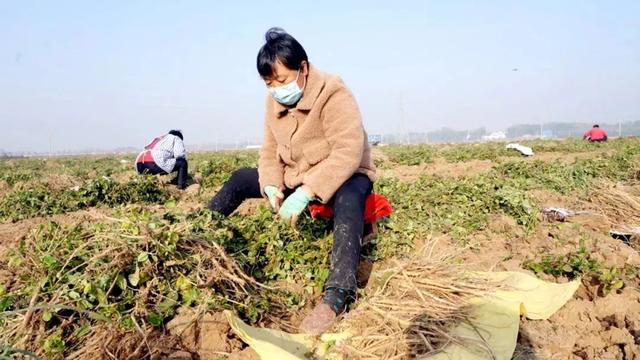 牛膝喜丰收，药农采挖忙~