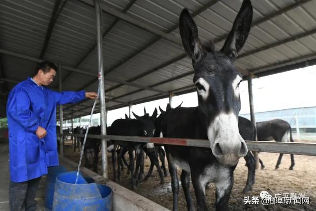 年收入20万，邯郸广平“驴司令”骑着毛驴奔小康