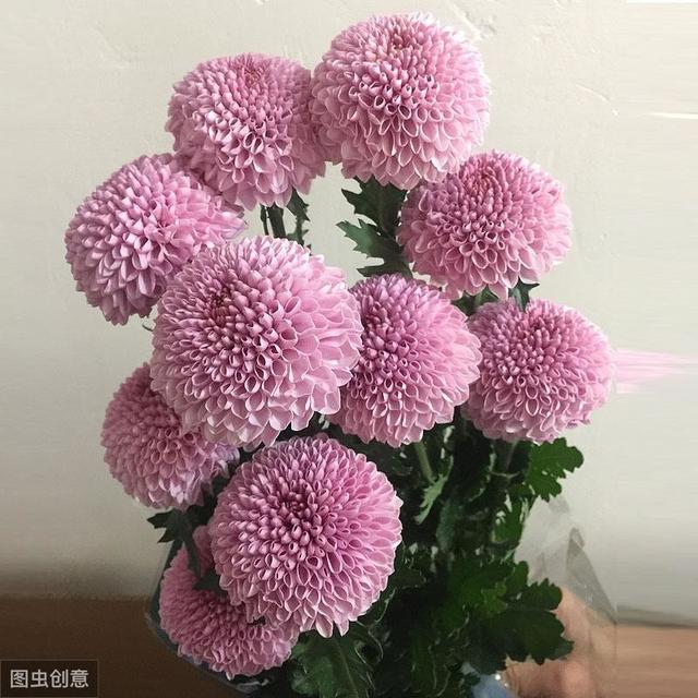 圆嘟嘟的可爱乒乓菊，花期长又好养，十几个花苞一起窜