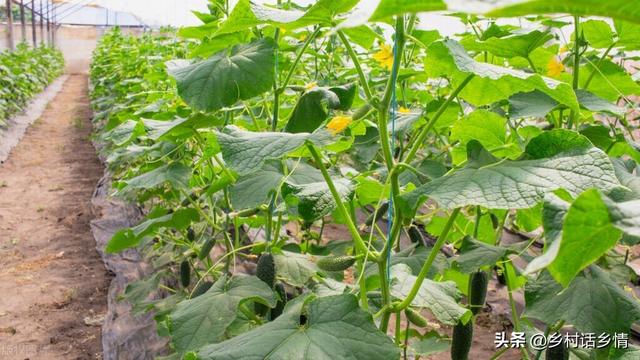 种植黄瓜、豆角和番茄，先把这些核心问题弄明白，想长不好都很难