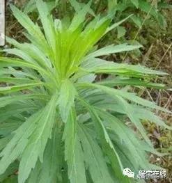 邵阳人，这些植物你都认识吗？