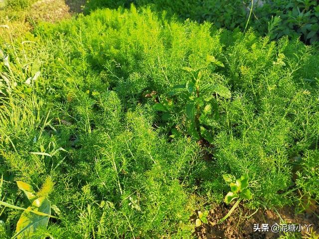 茴香如何种植？几月份种植合适？种植户为你分享经验