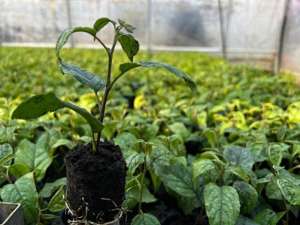 黄金种植牙(新时代中国调研行·黄河篇丨黄河岸边果飘香——山西运城水果产业高质量发展观察)