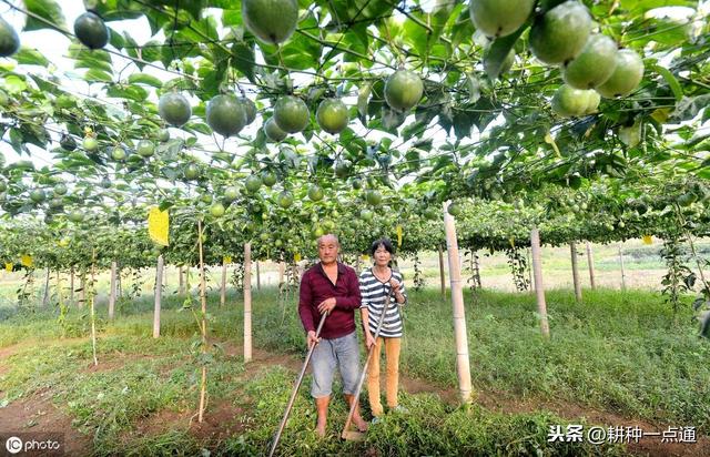 百香果栽培种植管理及病虫防治