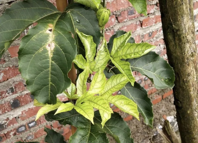 百香果规律性的黄叶，种植户不必过分紧张，缺素而已，不是病毒病