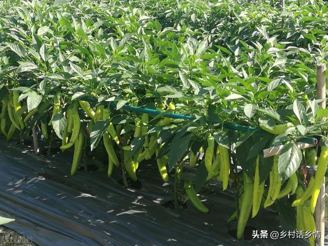 种植辣椒和黄瓜如何能高产？妙招就是用醋，无数人用过的老方法