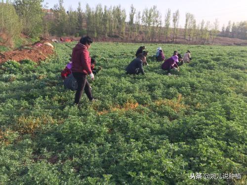 种植艾草一亩利润多少？2019年价格多少钱一斤？明年种植前景如何