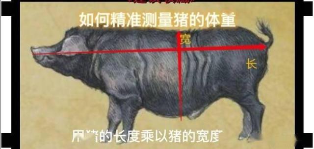 为什么猪每天吃草，吃糠这些低热量没营养的东西，还能长这么肥？