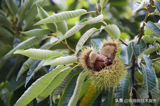 板栗种植技术：板栗的种植过程做好这几点，能提高产量