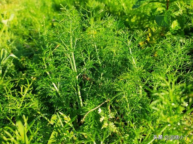 茴香如何种植？几月份种植合适？种植户为你分享经验