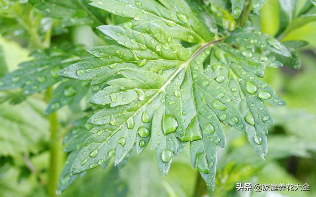 艾草当花种，简单不费心，端午挂门前，驱蚊还能吃！