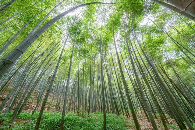 院子里种竹子好？花友：一朝种竹，十年挖根