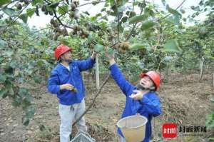 桐油种植园(宣汉桐油