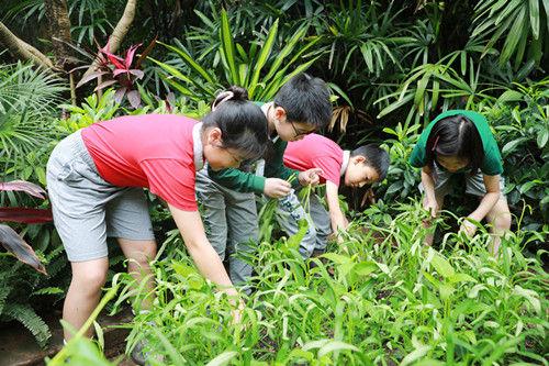 深圳外国语小学“青青葵园”小菜地迎来丰收季