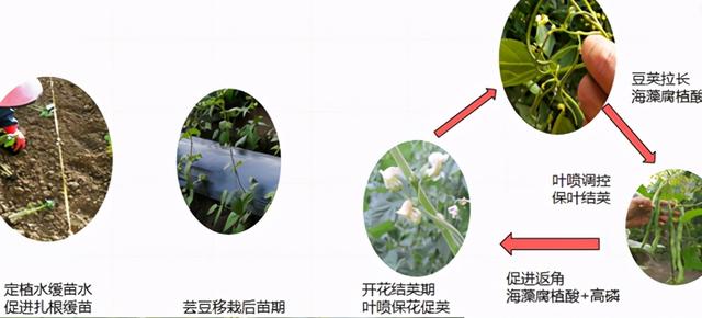 芸豆种植细节多，徒长、无粒、弯角都需注意！这些管理要点得了解