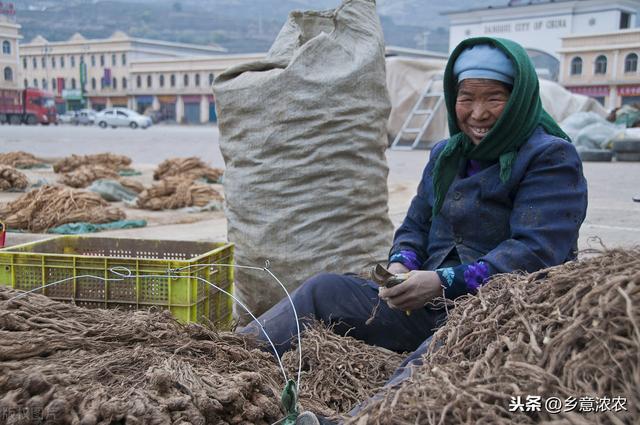 中药材党参的种植技术，掌握这些实用技巧，让产量快速提高