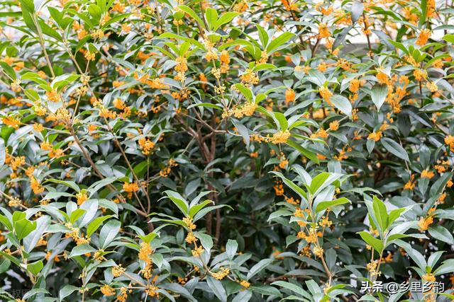 春季这样选择和栽植桂花，让你栽一棵成活一棵，可以试试看