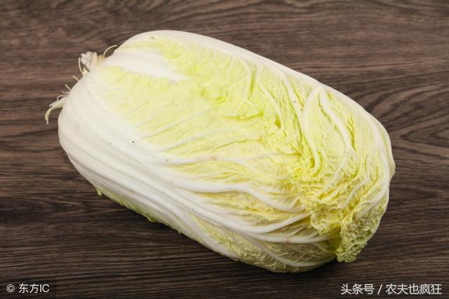 白菜什么时候种植？高颜值的紫色白菜，价格比肉还贵，你种了吗？