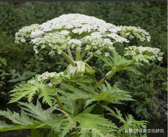 两城镇适宜栽植的具有观赏价值的中草药（九）