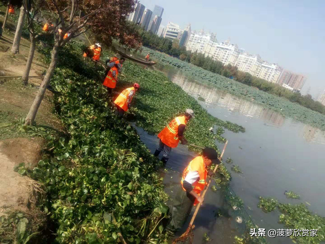 在国外泛滥成灾，中国却要大量种植，美国每年花50亿元难消灭?