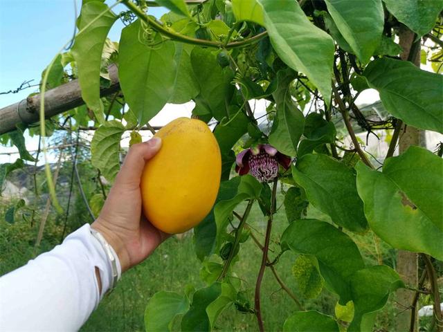 黄澄澄，甜蜜蜜！普洱磨黑的“香蜜百香果”你吃过吗？