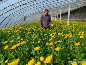 种植菊花成本(「连云港看点」山左口镇左庄村：栽植菊花一分田增收一万元)