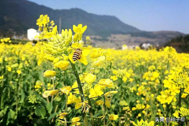 冬油菜开花正旺，春油菜什么时候种最合适？如何打造春油菜花海？