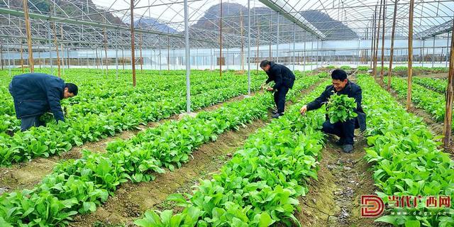 灌阳：鸵鸟“拓”出致富路