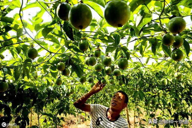 百香果栽培种植管理及病虫防治