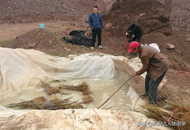 桃树科学栽植是建园关键，有哪些技术呢