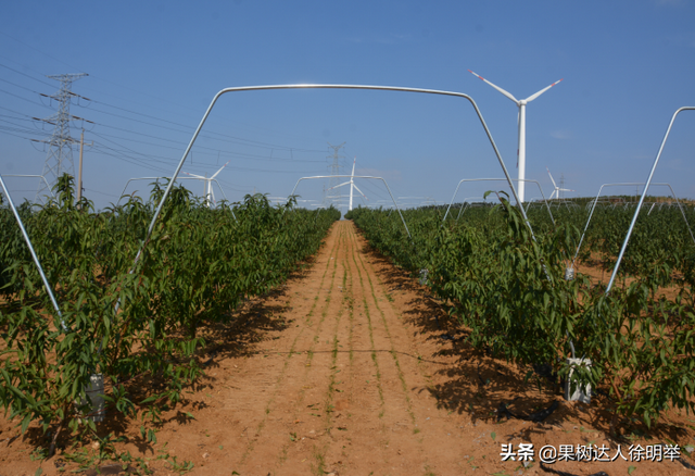 桃树科学栽植是建园关键，有哪些技术呢