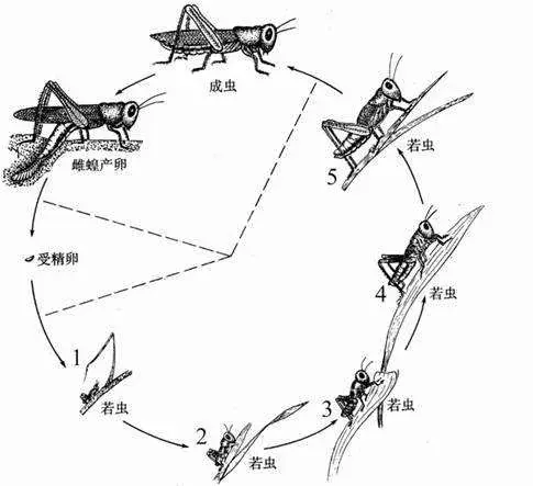 蝗虫来袭，我们应该怎么应对？这是一场战争