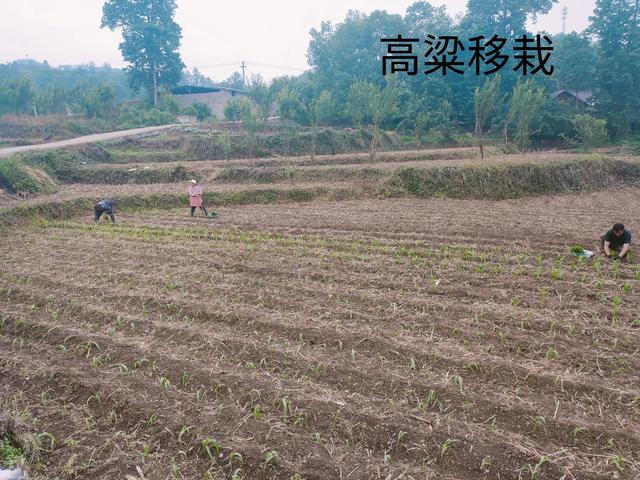 酒用高粱种植技术