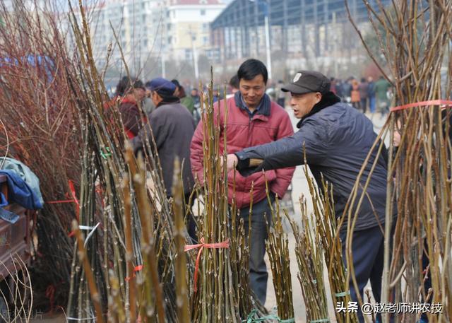 传统果树种植区，出现“树苗改粮”现象，原因是粮食涨价引起的吗