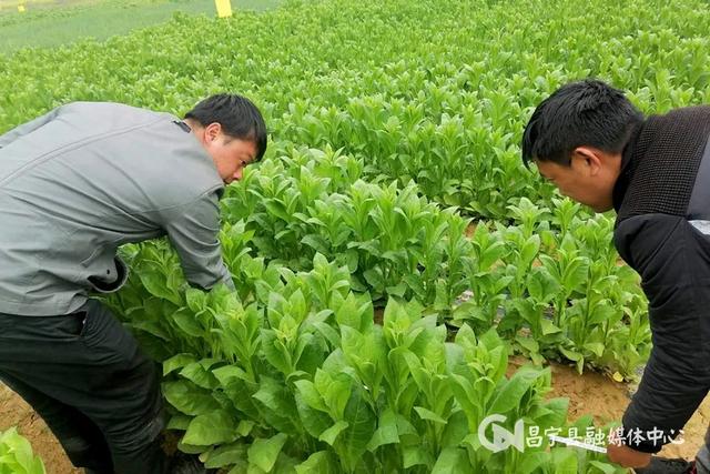 昌宁勐统：“小叶子”鼓起烟农 “钱袋子”