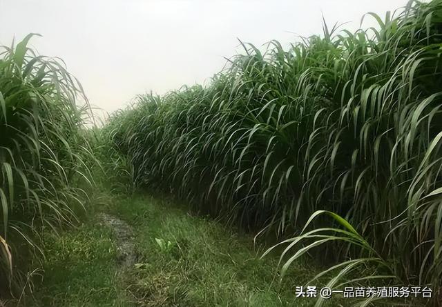 这种草平均亩产30吨，种植一次收20年，最适合在高寒山区种植