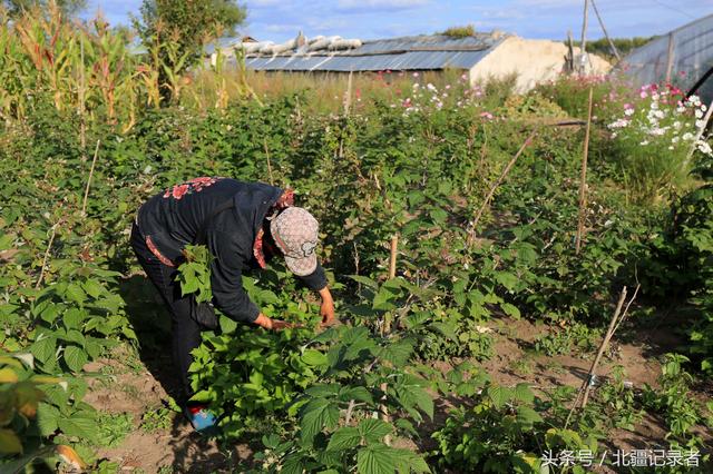 东北农村采摘园的葡萄熟了，18个品种长势喜人，不用进城销售一光