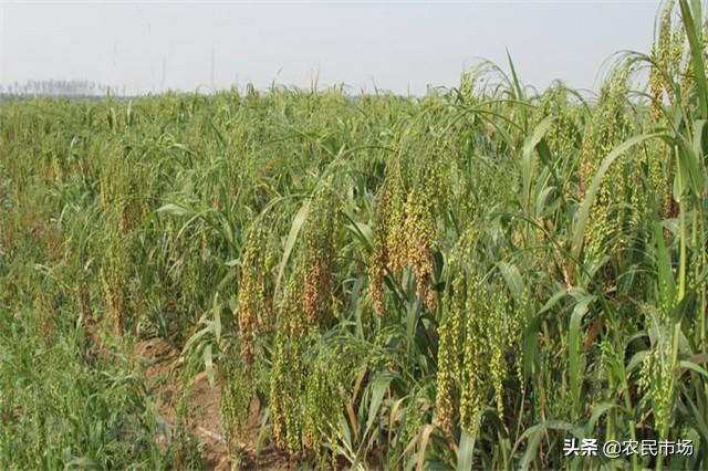 山西大同市山丘区——有机旱作黍子种植技术，种植户多了解