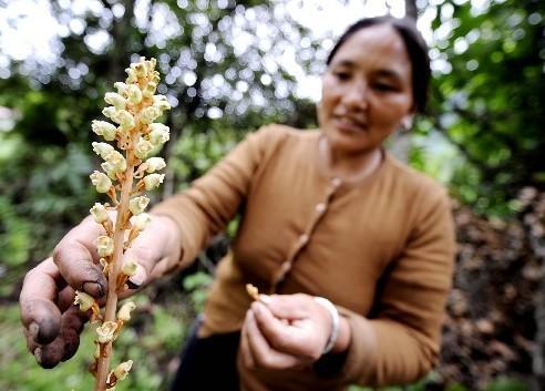 《农民致富经二》天麻的种植方法及注意事项