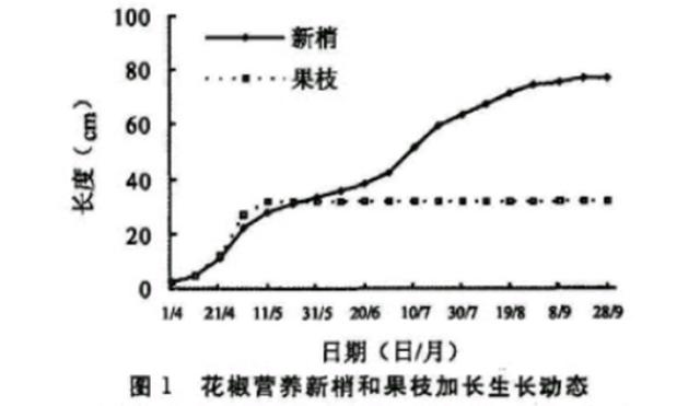 花椒树栽培技术｜大红袍花椒生物学特性观测实验