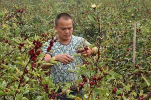 北方林下种植什么好(山地适合种什么中药材？推荐一种并附详细种植技术)